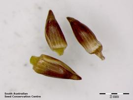   Seeds:   Desmocladus diacolpicus ; Photo by South Australian Seed Conservation Centre, used with permission
